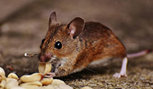 24 Hour & Emergency Exterminators in Stuart, FL